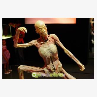 Human Bodies - The Exhibition en Oviedo