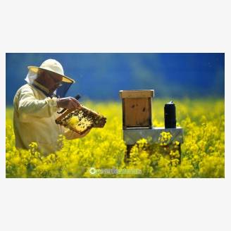 Curso de apicultura tradicional