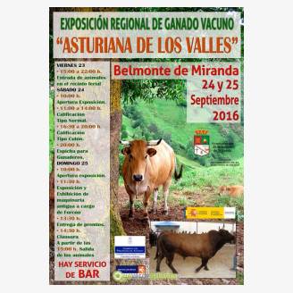 Exposicin Regional de Ganado Vacuno Asturiana de los Valles en Belmonte de Miranda 2016