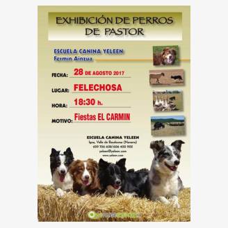 Exhibicin de Perros Pastor - Felechosa 2017
