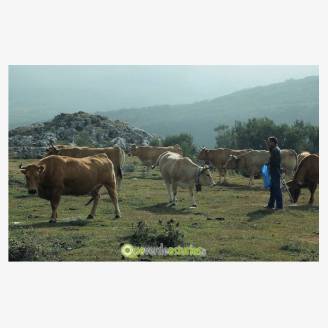Cine: Vida vaquera
