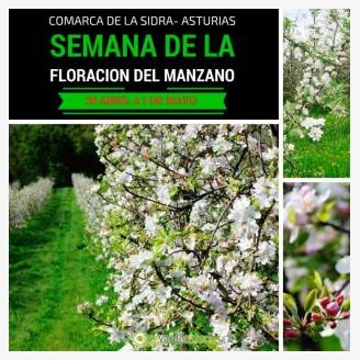 Floracin del Manzano 2017 en La Comarca de la Sidra
