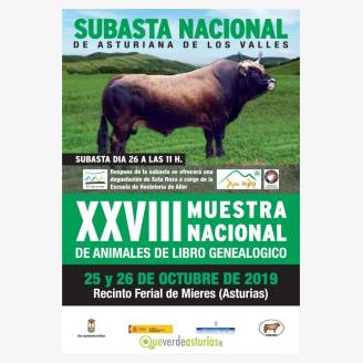 Muestra Nacional de animales de libro genealgico. Subasta Nacional de Asturiana de los Valles