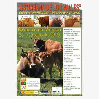 Exposicin Regional de Ganado Vacuno Asturiana de los Valles en Belmonte de Miranda