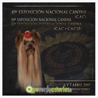 Exposicin Nacional Canina 2019 en Avils